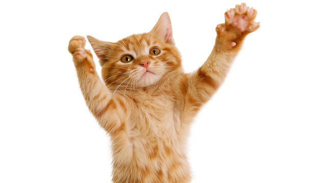 Ginger tabby kitten with paws raised