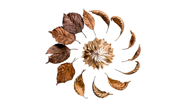 Dried autumn leaves arranged in a circular pattern
