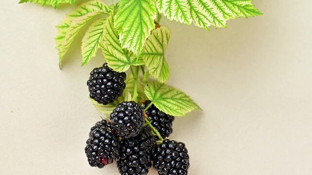 Video of a blackberry branch