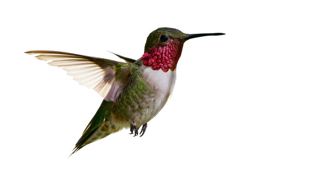 Anna s Hummingbird with iridescent gorget and spread wings