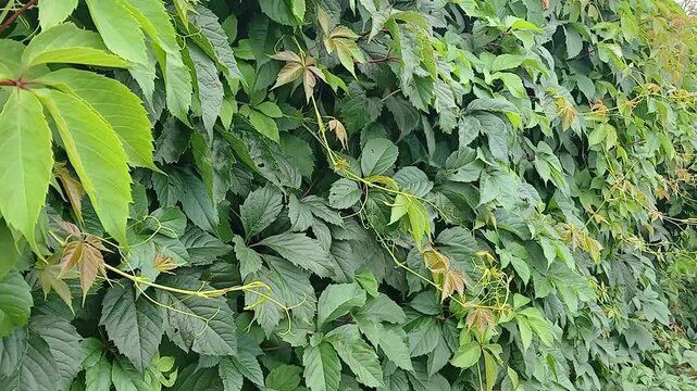 Virginia creeper (woodbine) grows all over the fence