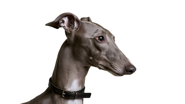 Italian Greyhound dog with black collar profile view, grey coat