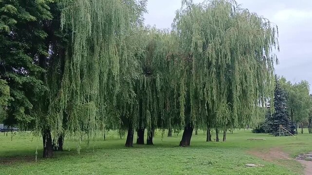 Big willows are growing, grass is growing, cars are driving in the distance