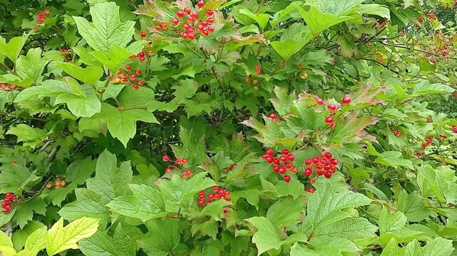 Red viburnum (guelder rose, highbush cranberry) berries grow on a bush, close-up view