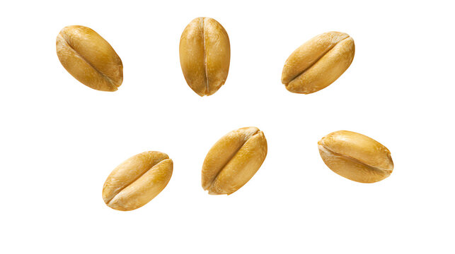 Six golden wheat grains scattered on white