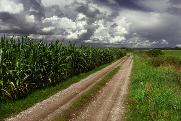 Uroki lata nad rzeką Narwią, Podlasie, Polska © podlaski49