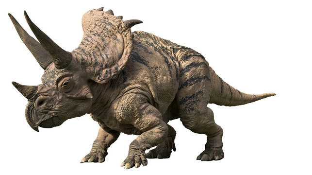 Triceratops dinosaur with three horns and frill