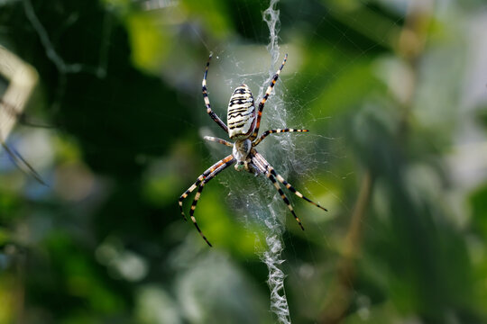Wasp spider (Argiope bruennichi) sitting on its web with stabilimentum close-up, macro wildlife photography