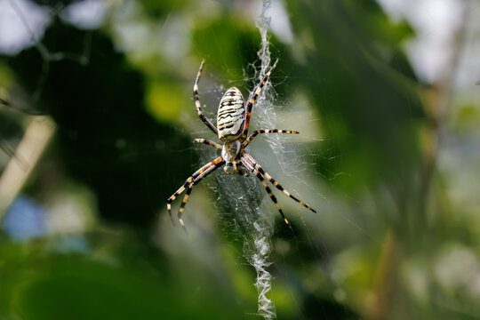 Wasp spider (Argiope bruennichi) sitting on its web with stabilimentum close-up, macro wildlife photography