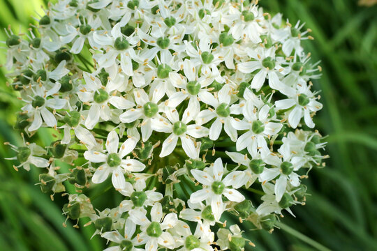 beautiful big white allium flower blossom at springtime