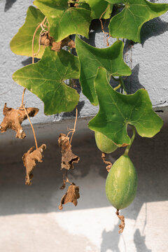 A Coccinia grandis vine grows along a textured wall, displaying vibrant green leaves and developing fruits. Bright sunlight emphasizes the vigorous growth of this edible tropical climbing plant.
