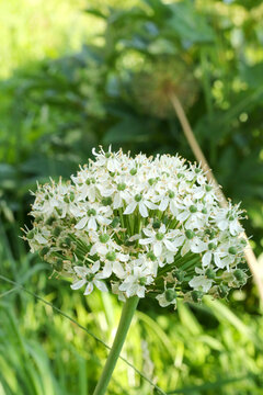 beautiful big white allium flower blossom at springtime