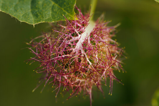 Close-up macro photograph of a developing Passiflora foetida flower bud with distinctive bristly bracts and vibrant purple-green colors.