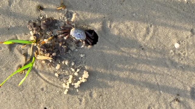 Fiddler crab crawls out of its burrow