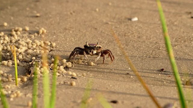 Female fiddler crab eating and recycling mud