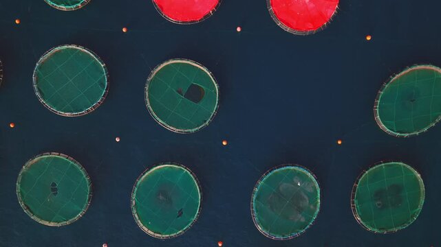 Aerial top-down perspective showing numerous circular fish farm cages floating on the dark blue sea, with red covers appearing on some of the pens, representing modern industrial aquaculture