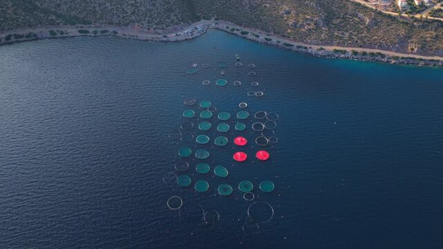 Aerial perspective of a large industrial fish farm with numerous circular net cages floating on the calm blue sea surface, showing a sustainable method of seafood production and marine agriculture