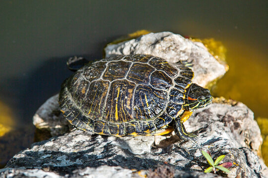 Red-eared freshwater turtle on a dark background.  Marine animals, reptiles, ecology.