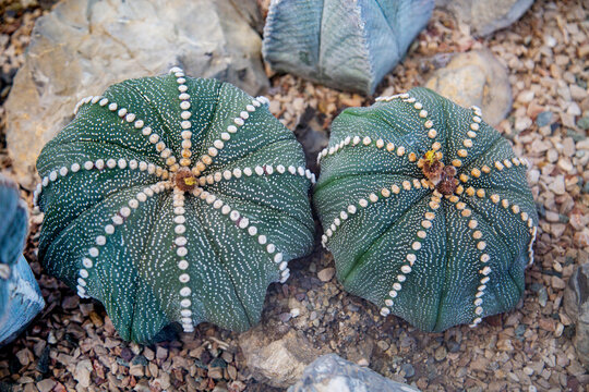 Astrophytum stellate cactus on a clear sunny day. Flora plants flowers floristry.