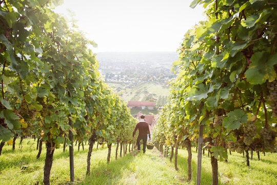 Germany, Bavaria, Volkach, man harvesting grapes in vineyard