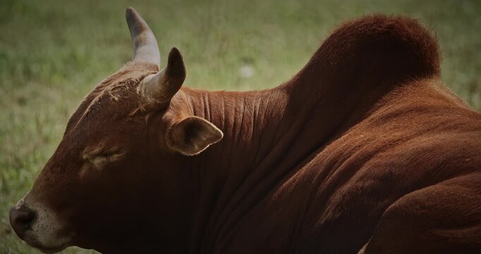 A serene brown zebu crossbreed cow peacefully resting under warm sun in farm