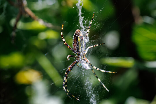 Wasp spider (Argiope bruennichi) sitting on its web with stabilimentum close-up, macro wildlife photography