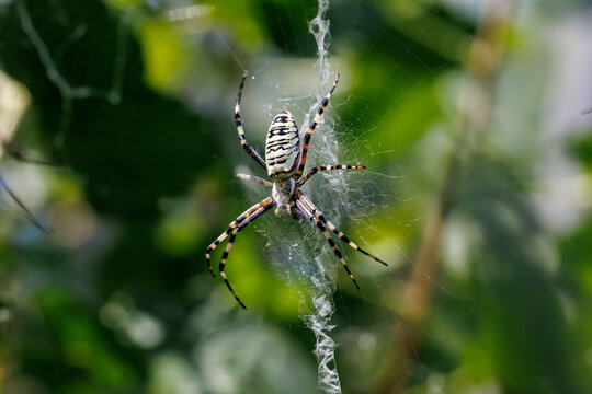 Wasp spider (Argiope bruennichi) sitting on its web with stabilimentum close-up, macro wildlife photography