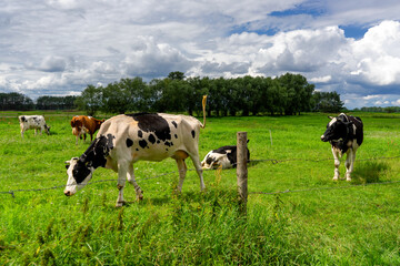 Uroki lata nad rzeką Narwią, Podlasie, Polska © podlaski49