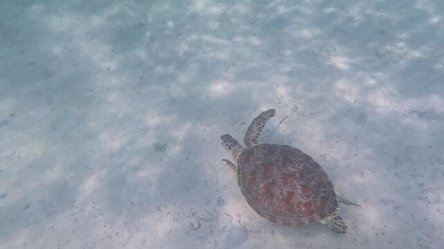 A sea turtle with beautiful coloring swims at great depth on the ocean floor during daytime, searching for food while being watched from behind.