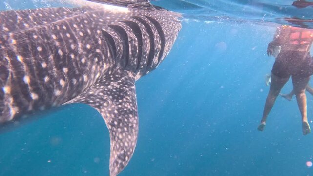 A massive whale shark swims very close to several people wearing life jackets in clear ocean water during daytime. People observe and photograph the shark up close.