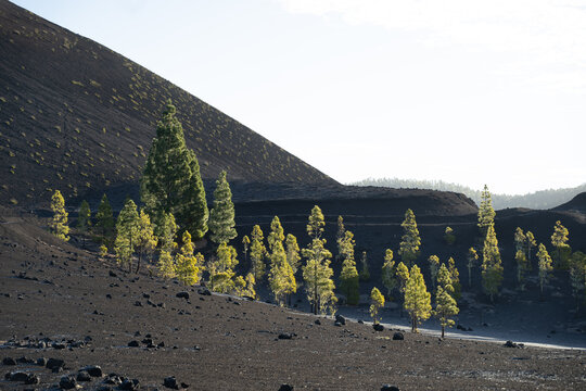 Green pine trees grow on the black volcanic landscape in Tenerife