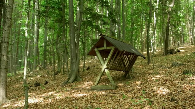 Wooden animal feeder under a roof in a deep green forest.
