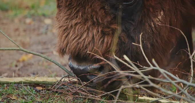 European Wood Bison Grazing In Aviary Zoo. European Bison Or Bison Bonasus, Also Known As Wisent. Close up muzzle lips,