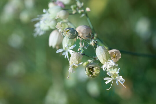 Silene vulgaris,bladder campion, maidenstears flowers closeup selective focus