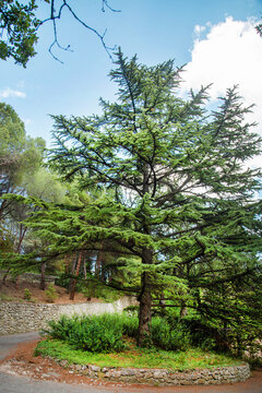 Cedar of Lebanon on a clear sunny day. Flora plants flowers floristry.