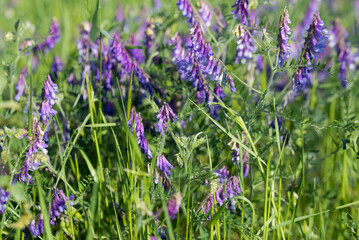 Fototapeta premium hairy vetch, Vicia villosa flowers closeup selective focus