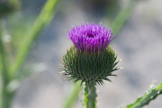 Onopordum acanthium, cotton thistle flowers closeup selective focus