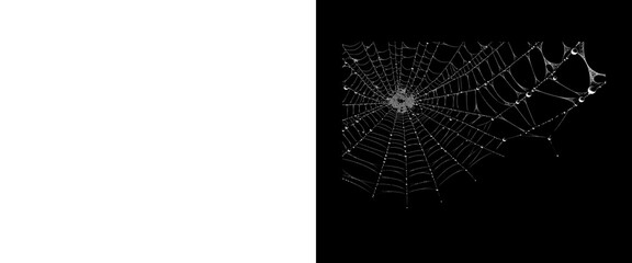Spooky spider web with water droplets on black background, fragile spiderweb texture, dark gothic Halloween background © PNG