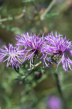 brown knapweed, Centaurea jacea, summer flowers closeup selective focus