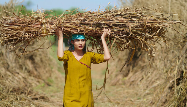 Indian young adult woman lady carrying dry grass straw on head look standing ground rural area. happy teen girl do farm field hardwork hold wheat bunch bundle crop enjoy day place