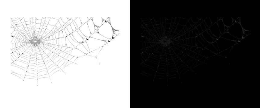 Spooky spiderweb texture overlay, gothic spider web design elements on black and white backgrounds, halloween graphic assets