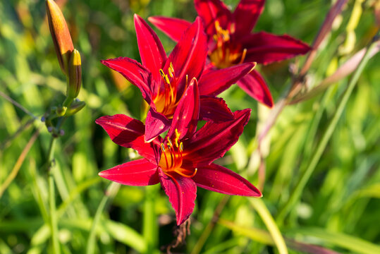 red lilium, lily flower closeup selective focus
