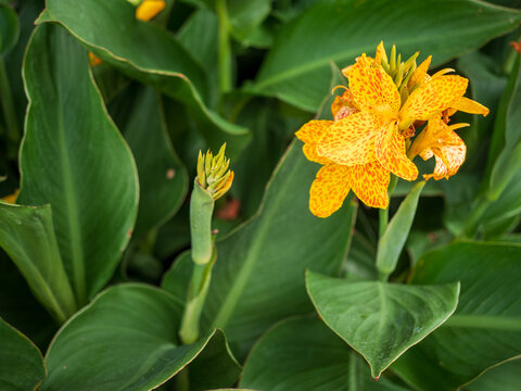 Orange canna lily (Canna &times; generalis) flowers and unopened buds surrounded by lush green tropical leaves, captured in a close-up garden scene with soft natural background.
