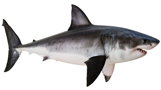 Great White Shark with Sharp Teeth and Gills