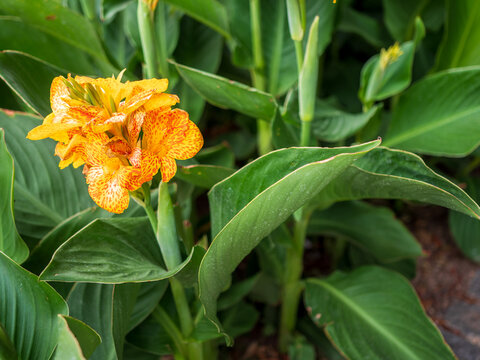 Close-up of an orange canna lily (Canna indica) in bloom, showcasing vivid speckled petals and lush tropical green foliage in a landscaped urban garden.
