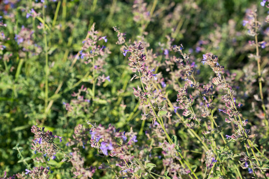 salvia, sage summer flowers closeup selective focus
