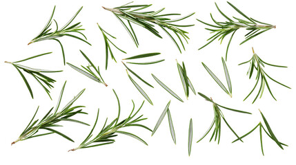 Obraz premium Fresh rosemary sprigs and leaves scattered