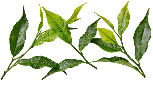 Fresh green tea leaves with water droplets on stems