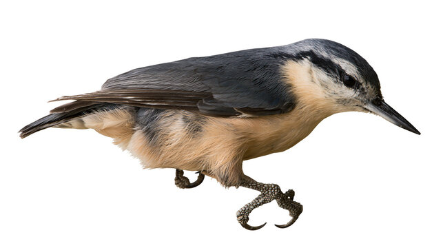 Eurasian Nuthatch bird with grey blue back and orange belly