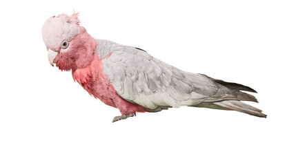 Pink and grey galah cockatoo bird with crest © Alaric
